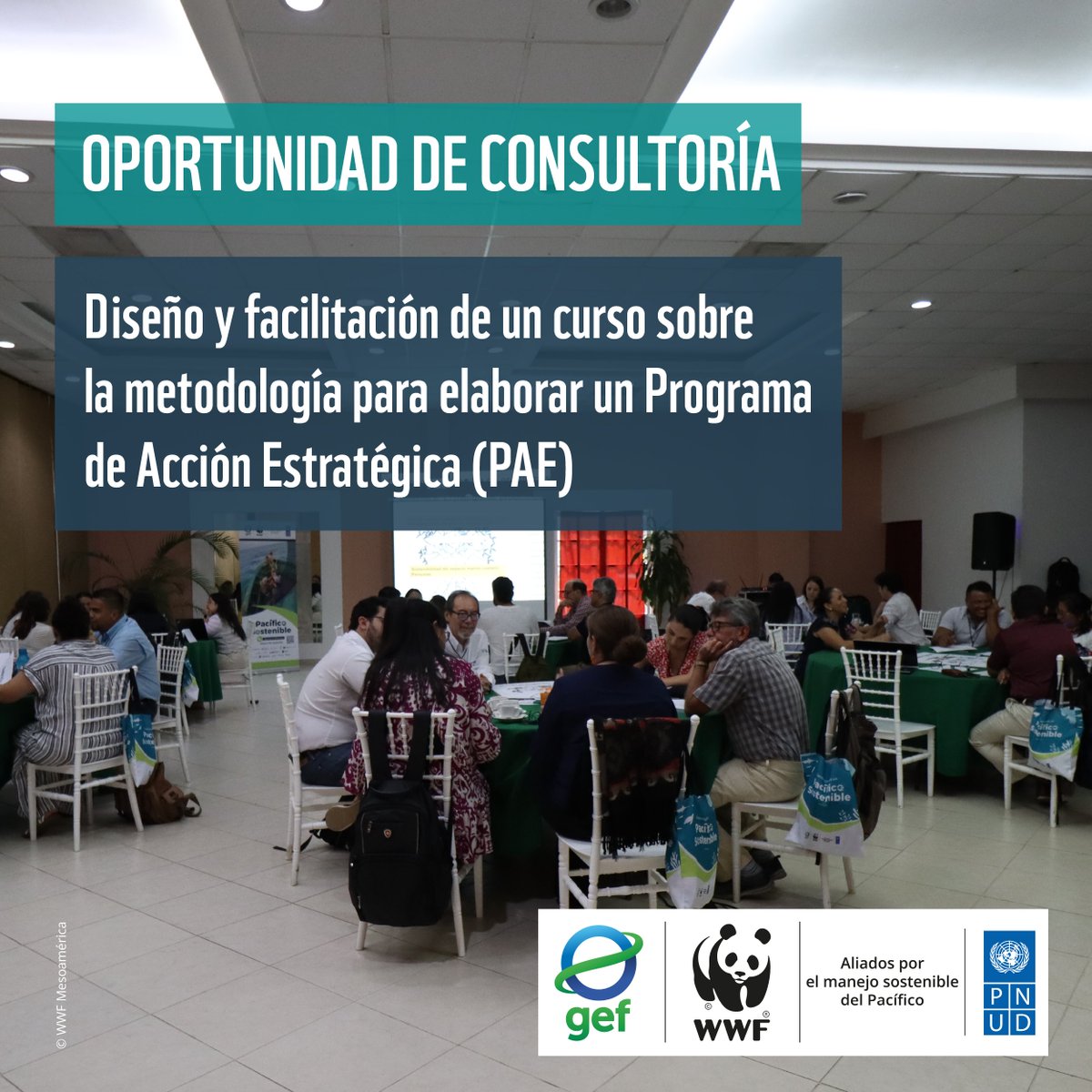❗️#ConsultoríaAbierta #PacíficoSostenible
Buscamos consultor(a) para diseñar e impartir curso sobre la metodología para elaborar un Programa de Acción Estratégica, en concordancia con los manuales del <a href="/theGEF/">Global Environment Facility (GEF)</a> 🌊

📍 Dirigido a delegaciones de 7 países
📅 Postula antes del 15 de
