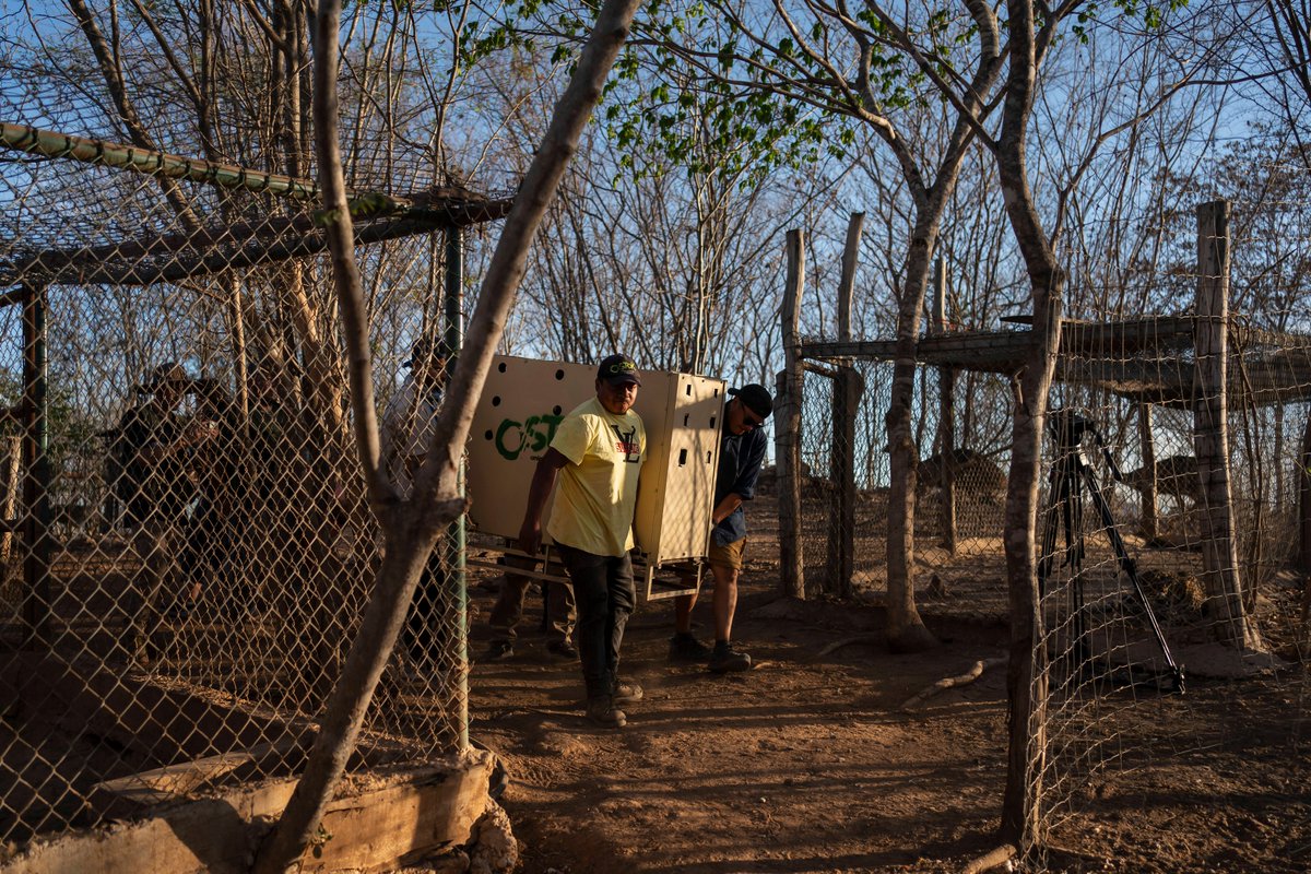 Megan Janetsky (@meganjanetsky) on Twitter photo “There’s no safe place left in this city these days."
An animal refuge of former exotic pets of narcos and circus animals was the latest to flee cartel warfare eclipsing Sinaloa's capital of Culiacán.
For <a href="/AP/">The Associated Press</a> with <a href="/felyxmarquez/">Félix Márquez</a> & <a href="/FernandaPesce_/">Fernanda Pesce</a>: apnews.com/article/sinalo… “There’s no safe place left in this city these days."
An animal refuge of former exotic pets of narcos and circus animals was the latest to flee cartel warfare eclipsing Sinaloa's capital of Culiacán.
For <a href="/AP/">The Associated Press</a> with <a href="/felyxmarquez/">Félix Márquez</a> & <a href="/FernandaPesce_/">Fernanda Pesce</a>: apnews.com/article/sinalo…