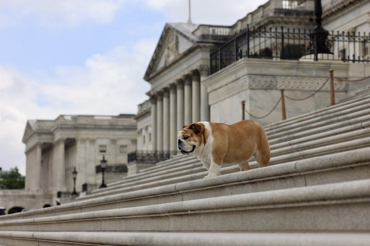Babydog Justice (@babydogjustice) on Twitter photo Since <a href="/POTUS/">President Donald J. Trump</a> is celebrating Take Our Daughters and Sons to Work Day, I figured I’d join in.
I’ve been my dad’s unofficial coworker for years! Since <a href="/POTUS/">President Donald J. Trump</a> is celebrating Take Our Daughters and Sons to Work Day, I figured I’d join in.
I’ve been my dad’s unofficial coworker for years!