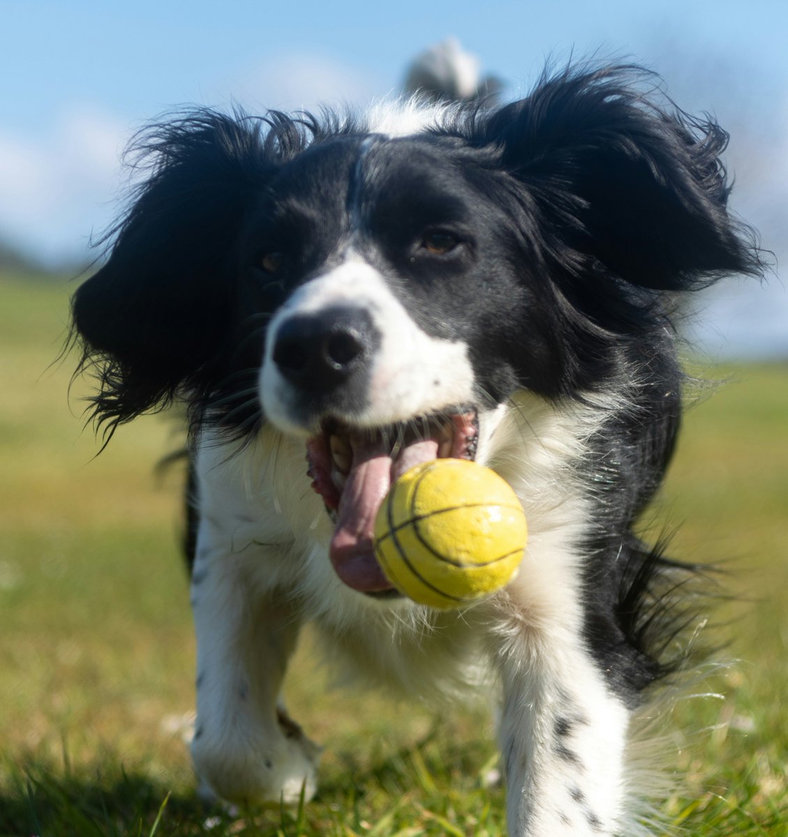 oakhurst_vet's tweet image. Spring has sprung! It's the perfect time to enjoy the great outdoors with your furry friends. From picnics in the park to long walks in the sunshine, there are many ways to make the most of this beautiful season with your pets. 
#SpringtimeFun #PetAdventures #OakhurstVet