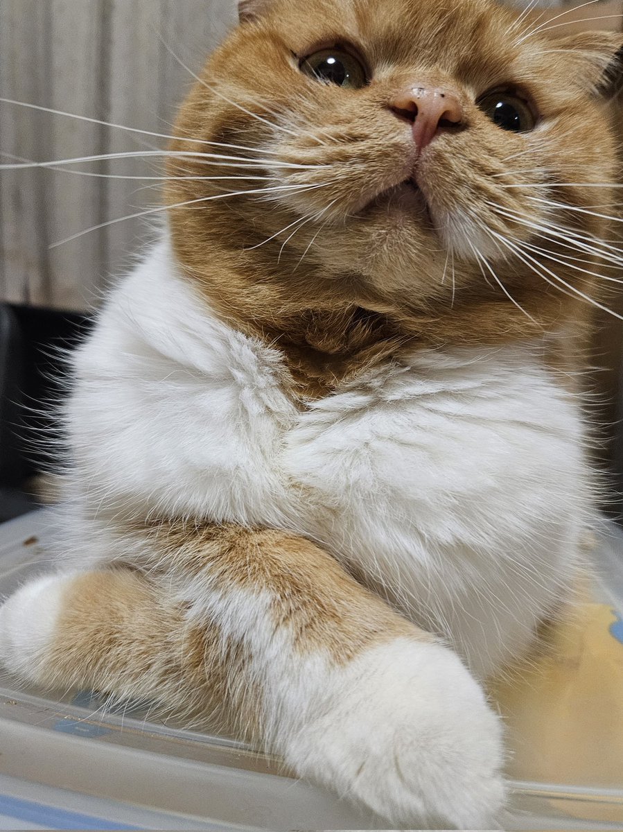 今日はたびまる6歳の誕生日🌱

たびちゃんもう6歳なの！？

そして、朝から腕組んですごいみられてる(笑)