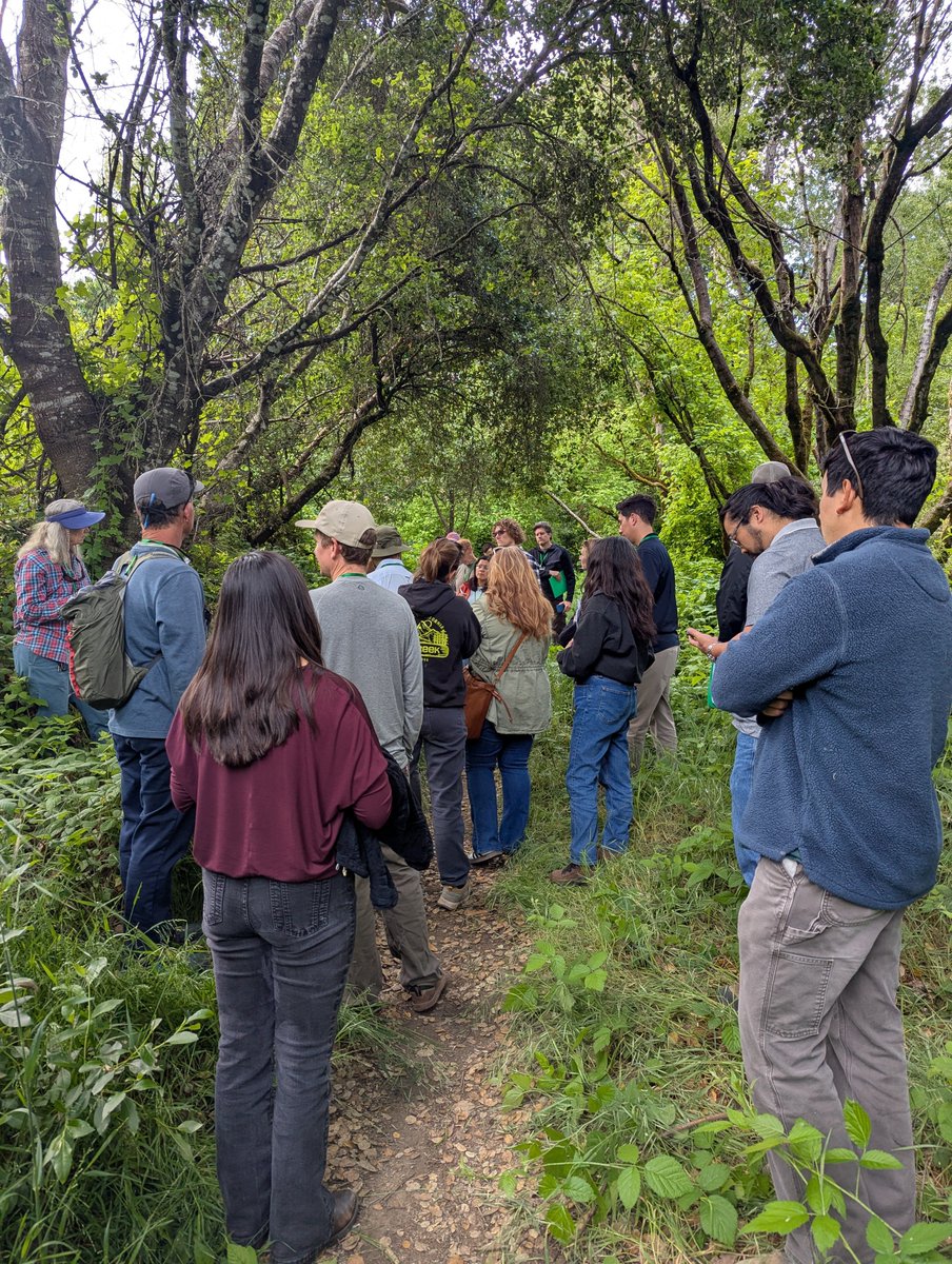 Shothole Borers in California tweet media