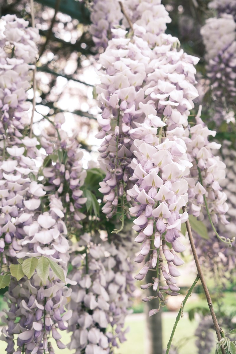 ktchewy's tweet photo. went to see the wisterias when they were in bloom🪻🌿
#fujifilm #photography https://t.co/fMKxRLrlBR