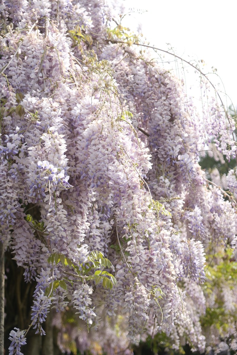 went to see the wisterias when they were in bloom🪻🌿
#fujifilm #photography