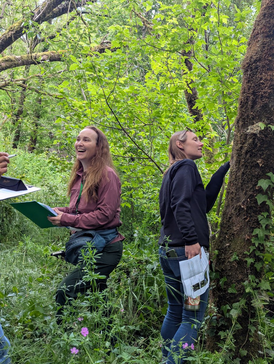 Shothole Borers in California tweet media
