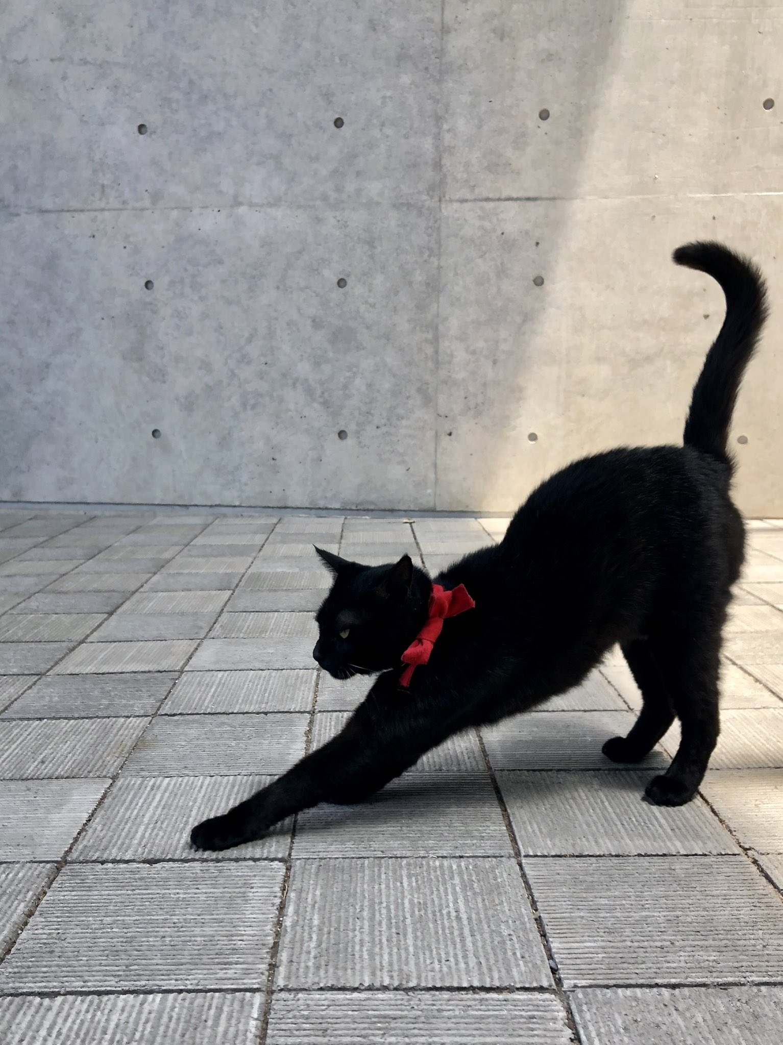 シナダ SHINADA ぬいぐるみ もちねこ クロ(XL) MONE-0880B