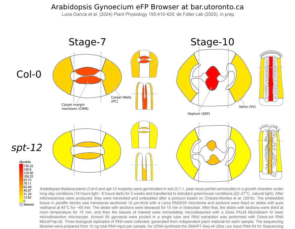 Stefan de Folter (@defolter_lab) on Twitter photo Now also available in the eFP browser RNA-seq data from laser-assisted microdissection of tissue of the spatula (spt-12) mutant!
👉bar.utoronto.ca/efp/cgi-bin/ef… <a href="/BAR_PlantBio/">Nicholas Provart @bar-plantbio.bsky.social</a> Now also available in the eFP browser RNA-seq data from laser-assisted microdissection of tissue of the spatula (spt-12) mutant!
👉bar.utoronto.ca/efp/cgi-bin/ef… <a href="/BAR_PlantBio/">Nicholas Provart @bar-plantbio.bsky.social</a>
