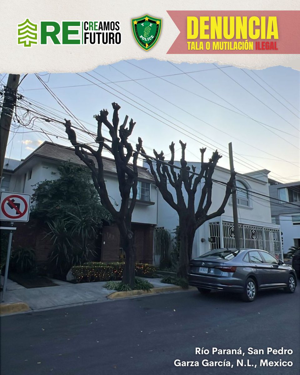 reforestacion's tweet photo. 🚨 Es delito 🚨

En Nuevo León, está prohibido mutilar o talar árboles sin autorización. Si presenciaste una acción así, no te quedes callado:

¡Denuncia!
Como ciudadanía, tenemos la responsabilidad de proteger nuestro patrimonio verde.
La Norma Ambiental Estatal NAE-SMA-007-2022 regula el manejo del arbolado urbano y establece lineamientos claros para su cuidado y protección.

⚠️ No seas cómplice.
📲 Actúa.
🌳 Protege los árboles. 

Es nuestro deber como habitantes de Nuevo León resguardar y hacer respetar nuestro capital verde.

#reforestacionextrema #creamosfuturo #treesaregood #árboles #arboricultura #AMMTY