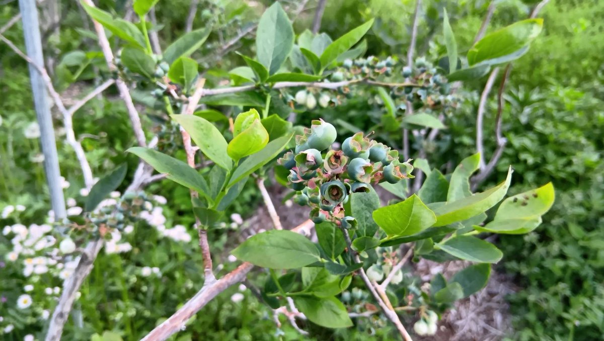 沢山のみつばちが来てくれて、ブルーベリーの受粉をしてくれました。早ければ来月にはブルーベリーの収穫が始まりそうです！