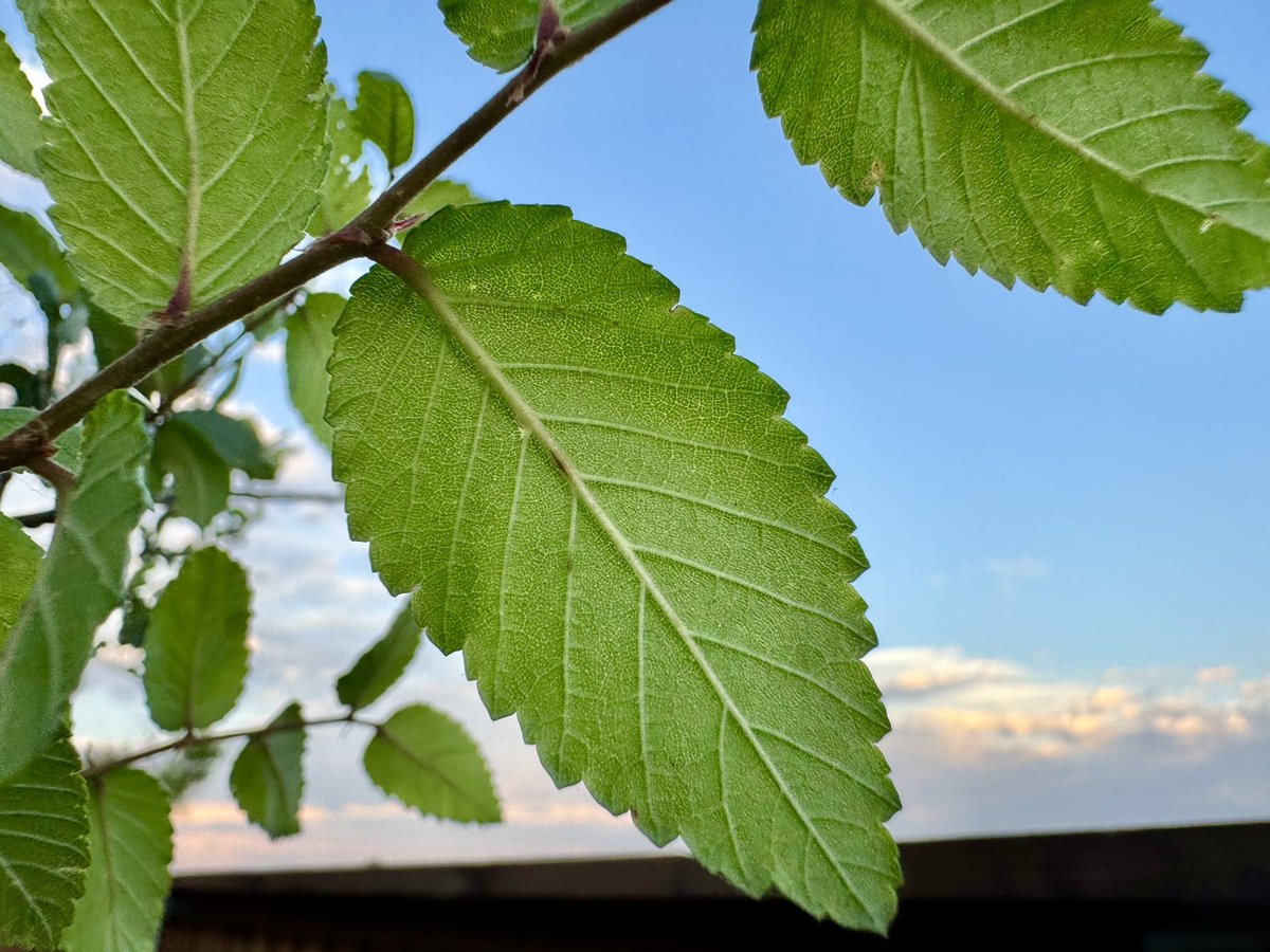 Grow through what you go through—one fresh leaf at a time. A leaf today, a stronger tree tomorrow.

#Nature #Photography