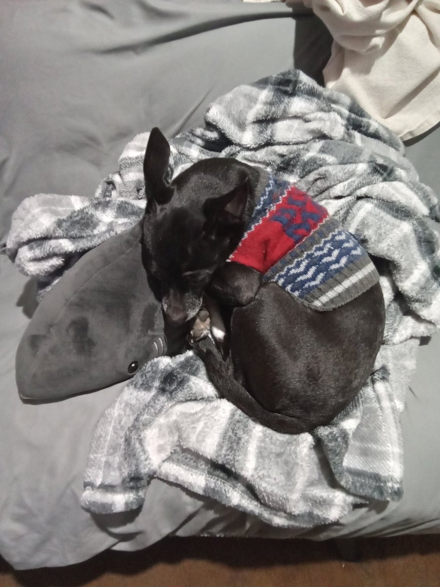 mkfirehawk27's tweet photo. @erin_2kgames This is Rhys had him since he was 8 weeks old he's my very best friend https://t.co/T8nxB6qLBB