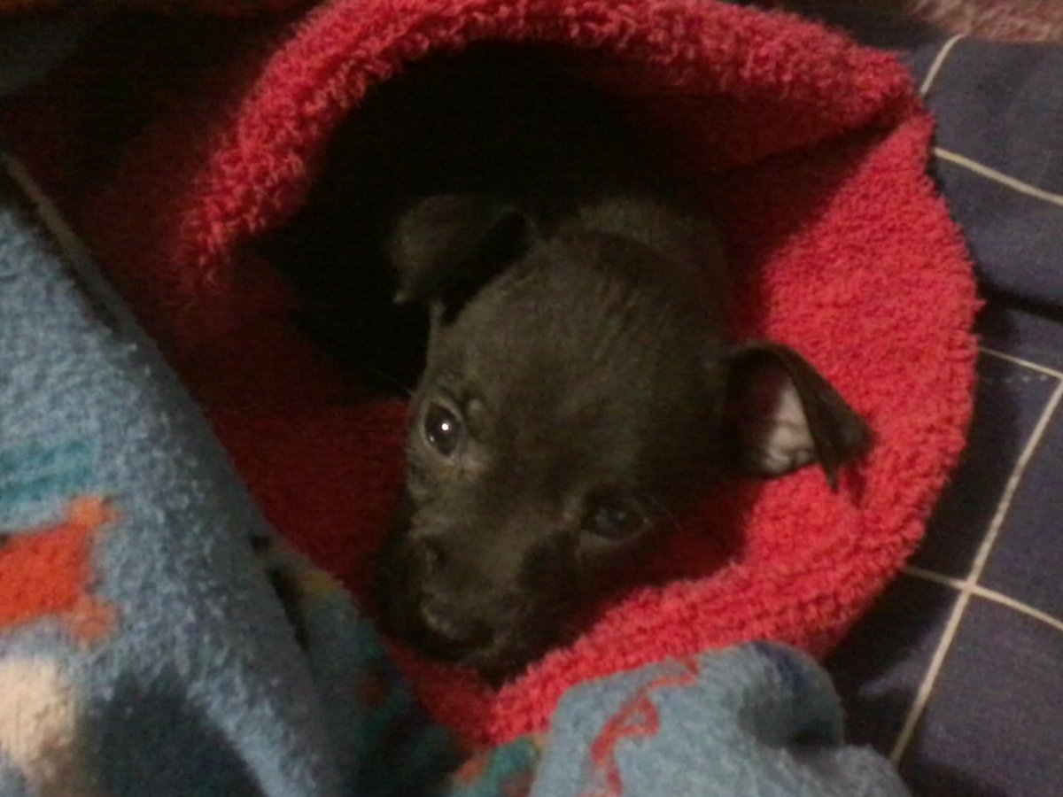 mkfirehawk27's tweet photo. @erin_2kgames This is Rhys had him since he was 8 weeks old he's my very best friend https://t.co/T8nxB6qLBB
