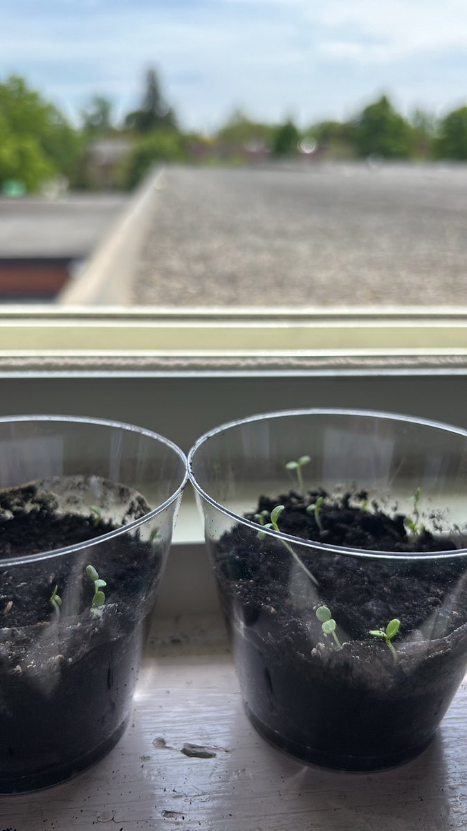 5 days later and they have sprouted! 🌱