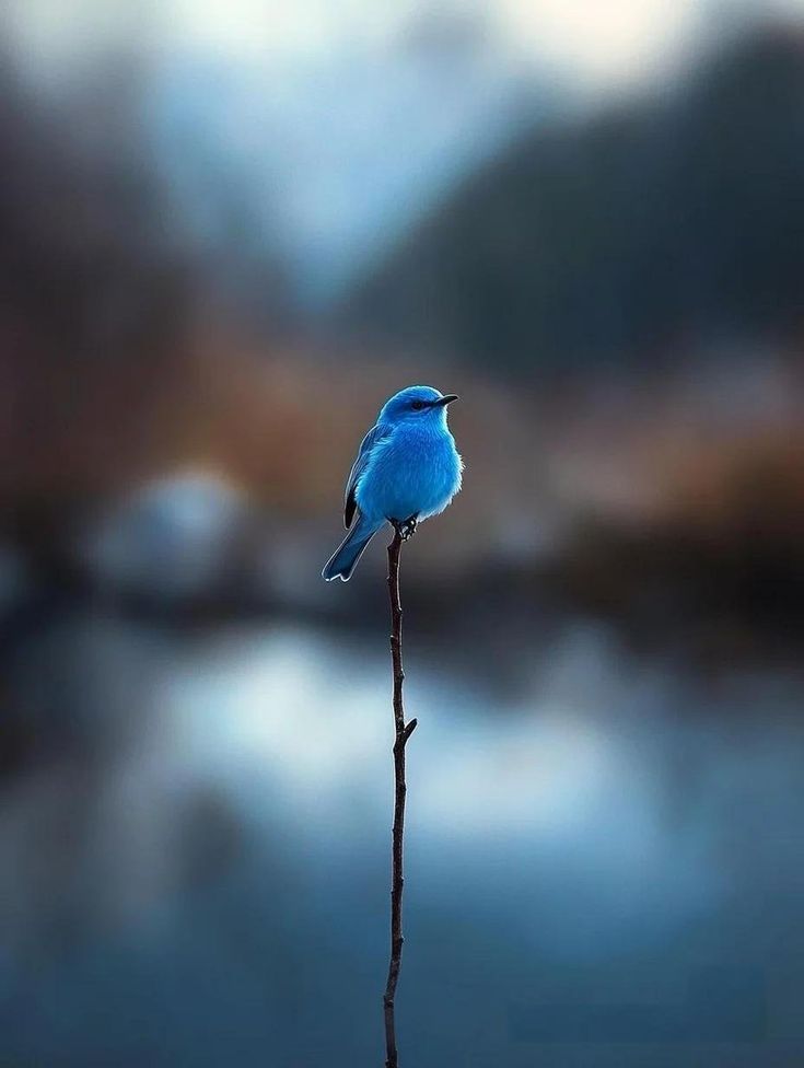 blue dream (@bluedreamvibes) on Twitter photo 