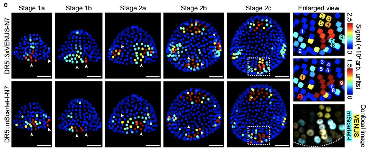 Roeder lab (@roederlab) on Twitter photo DR5 is a favorite auxin reporter. In <a href="/NatureComms/">Nature Communications</a> we show DR5 expression is stochastic, exhibiting both intrinsic and extrinsic noise. We put two different color DR5 reporters in the same plant and see stochasticity. <a href="/sykong15/">Shuyao Kong</a> @mingyuan2328 @byron_rusknak rdcu.be/emNVQ DR5 is a favorite auxin reporter. In <a href="/NatureComms/">Nature Communications</a> we show DR5 expression is stochastic, exhibiting both intrinsic and extrinsic noise. We put two different color DR5 reporters in the same plant and see stochasticity. <a href="/sykong15/">Shuyao Kong</a> @mingyuan2328 @byron_rusknak rdcu.be/emNVQ
