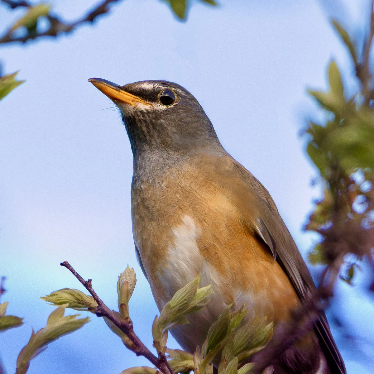 眼がウルウルでクリクリだったマミチャジナイ♂