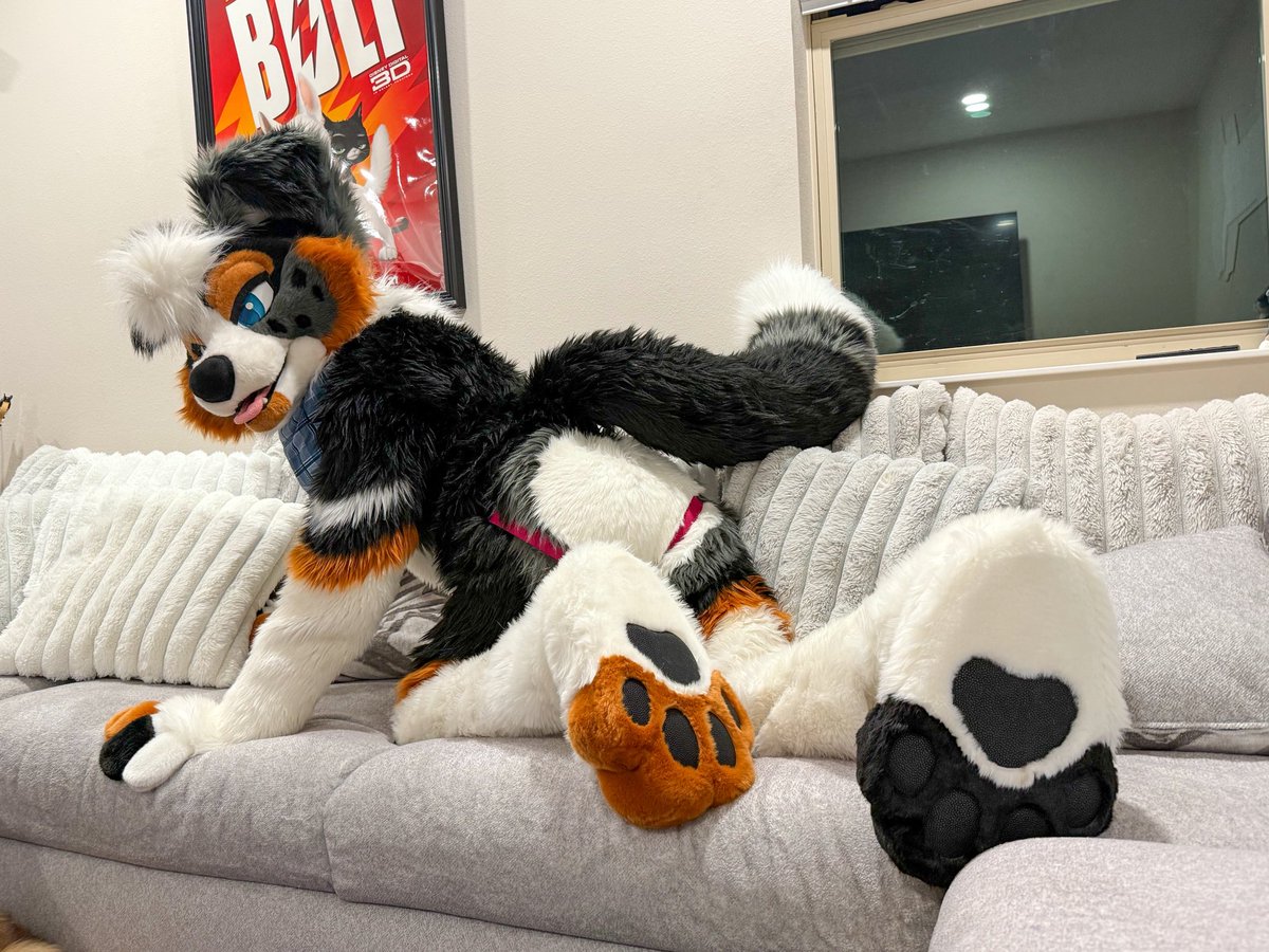 Cozy, cute, and clearly the main character✨🐶
Couch snuggles and soft paws only today 🐾

#PawDay
📸: <a href="/HeyBayle/">BAYLE earnhardt jr</a>