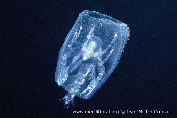 SpriKitriK's tweet photo. @AMAZlNGNATURE The phronime (#Phronima sedentaria), a small crustacean also known as the sea cooper or barrel monster, or even nicknamed the "planktonic alien." Phronims inspired the #Xenomorph, a creature in the film #Alien.
(Female 4.5 cm max) https://t.co/R7L4VA3qhv