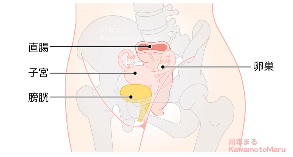 卵巣、直腸、子宮、膀胱のイラストです（2023年）