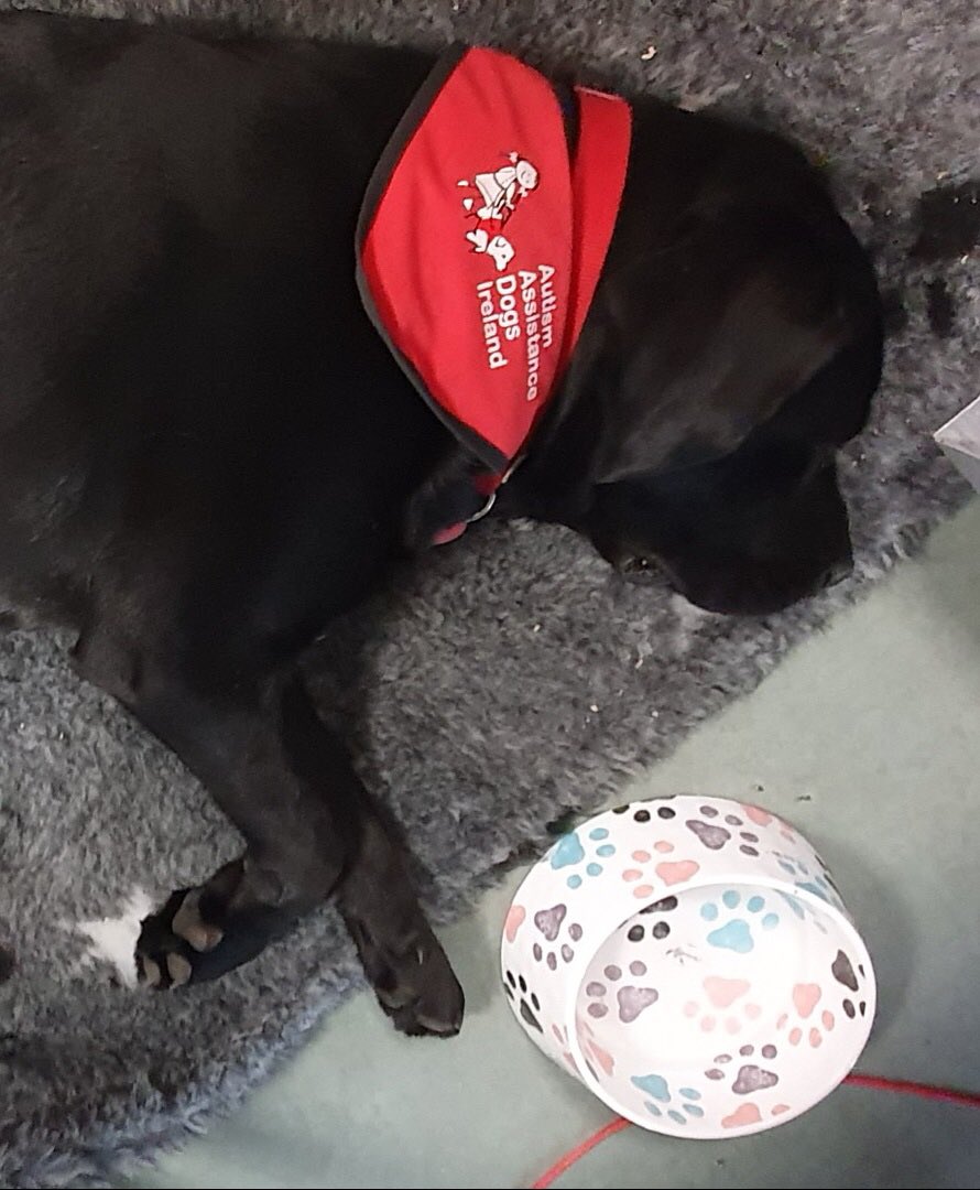 Cork College of FET - Douglas Street Campus (@douglasst_ccfet) on Twitter photo Well done to our Community Support Dog ‘Bali’ after a very busy day on campus with a photoshoot and meeting lots of our Animal Care & Veterinary Nursing interviewees. Best of luck to those attending interviews for our various courses. <a href="/CorkETB/">CorkETB🇮🇪🇪🇺</a> <a href="/autismdogsirl/">Autism Assistance Dogs IRL 🇮🇪🐾</a> <a href="/ThisisFet/">thisisFET</a> <a href="/I_V_N_A/">IVNA</a> Well done to our Community Support Dog ‘Bali’ after a very busy day on campus with a photoshoot and meeting lots of our Animal Care & Veterinary Nursing interviewees. Best of luck to those attending interviews for our various courses. <a href="/CorkETB/">CorkETB🇮🇪🇪🇺</a> <a href="/autismdogsirl/">Autism Assistance Dogs IRL 🇮🇪🐾</a> <a href="/ThisisFet/">thisisFET</a> <a href="/I_V_N_A/">IVNA</a>