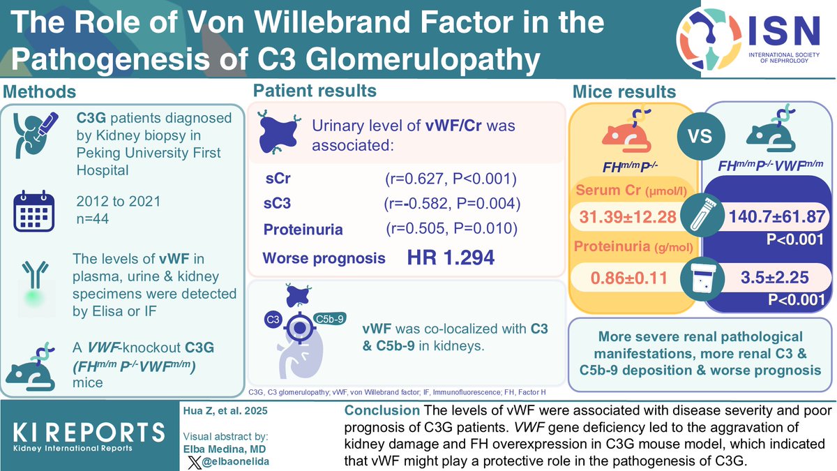 KIReports (@kireports) on Twitter photo The Role of #vonWillebrand Factor in the Pathogenesis of #C3 #Glomerulopathy
#VisualAbstract by <a href="/elbaonelida/">Elba Medina</a>
kireports.org/article/S2468-… The Role of #vonWillebrand Factor in the Pathogenesis of #C3 #Glomerulopathy
#VisualAbstract by <a href="/elbaonelida/">Elba Medina</a>
kireports.org/article/S2468-…
