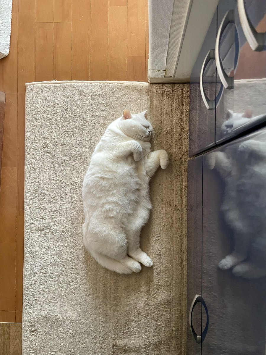 キッチンの人通りの多い場所に毎朝倒れてる