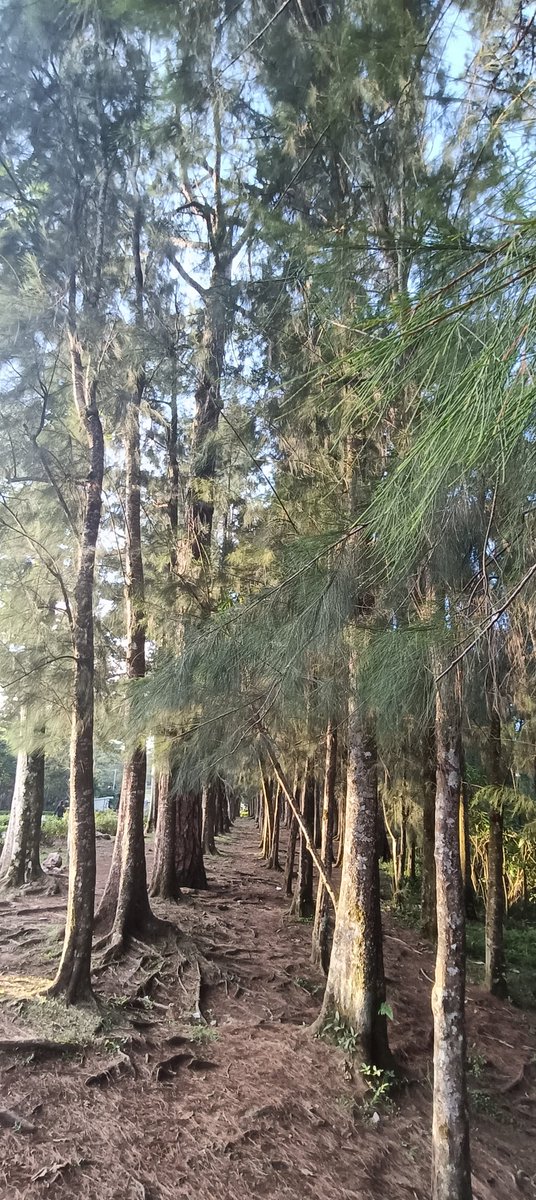 Swane47688833's tweet photo. In the woods
#Photography #Trees
#NatureTherapy #WrightPark https://t.co/GVJmjF2VIF