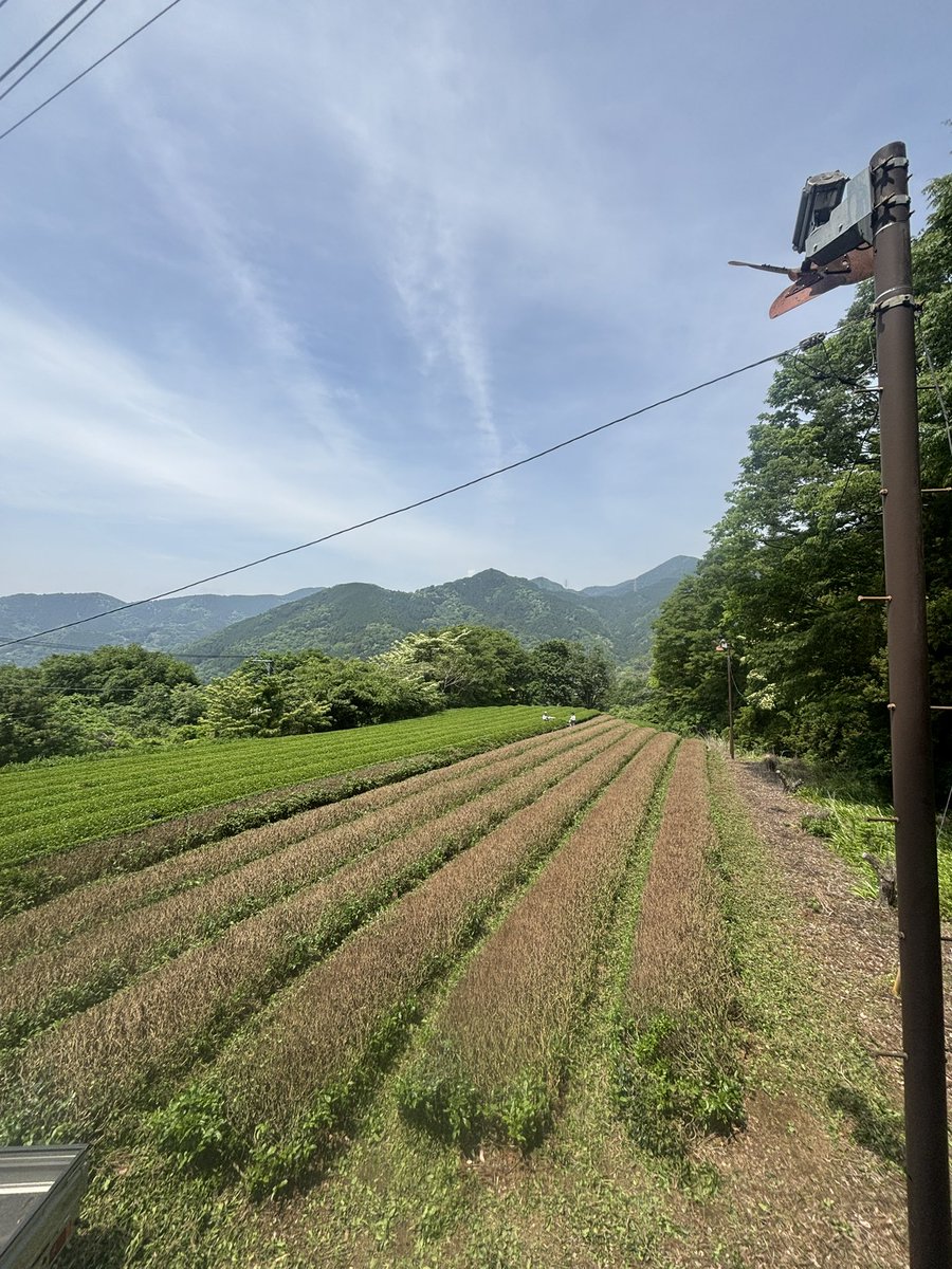 いきなり暑くて泣きそうです‼️
#茶園
#神奈川のお茶
#丹沢大山茶　#茶来未
