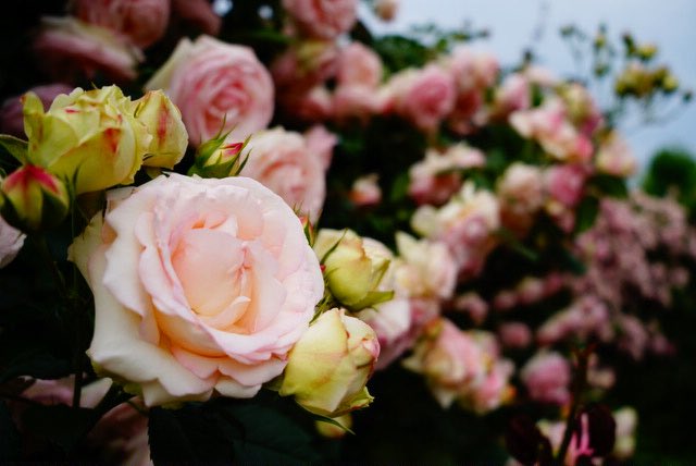 mani2ni2's tweet photo. 🌹🌱🌹🌱🌹

#京成バラ園 
#満開の薔薇 
#rosegarden 
#写真好きな人と繋がりたい 
#sonyalpha7c 
#これソニーで撮りました 
#sonyalphagallery https://t.co/hgQiDi6Cir