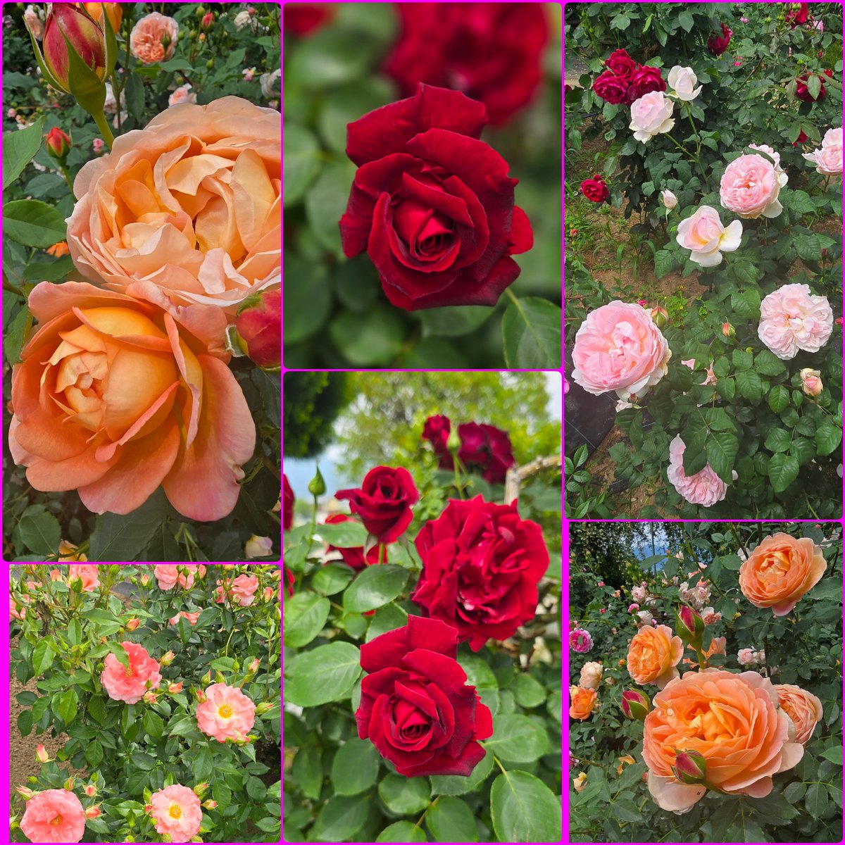 chako235921's tweet photo. 先日(5/16)薔薇🌹の花を見に行ってきました😊
とても綺麗でいい香り、癒されました😌

 #ハーブ庭園旅日記 
 #薔薇が一番好き https://t.co/QvY4TpbtLj