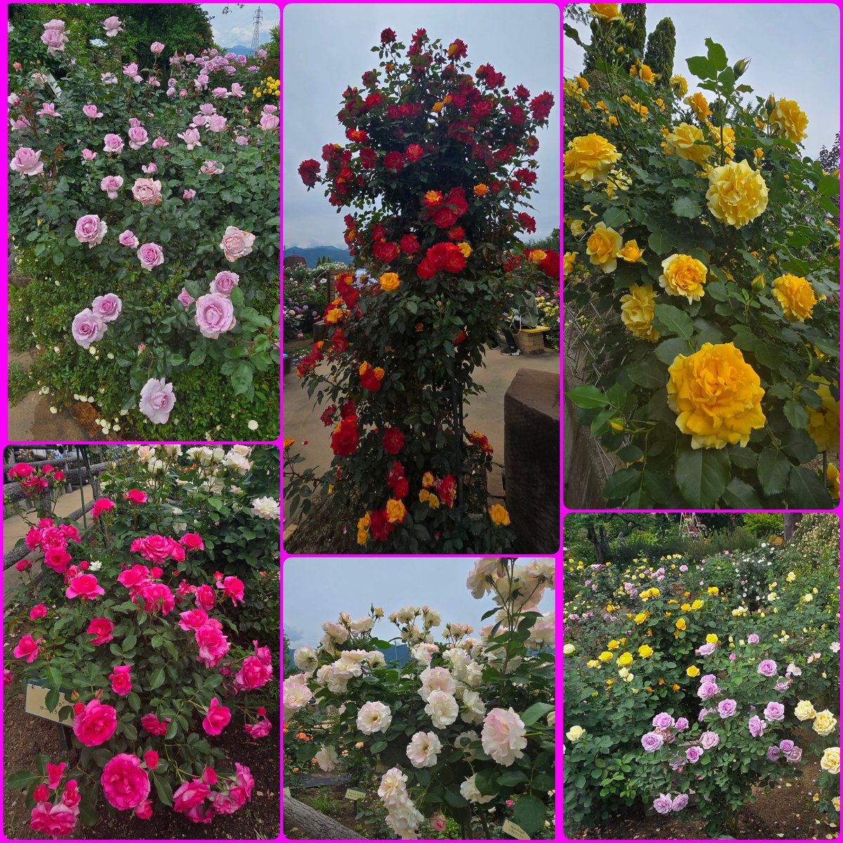 chako235921's tweet photo. 先日(5/16)薔薇🌹の花を見に行ってきました😊
とても綺麗でいい香り、癒されました😌

 #ハーブ庭園旅日記 
 #薔薇が一番好き https://t.co/QvY4TpbtLj