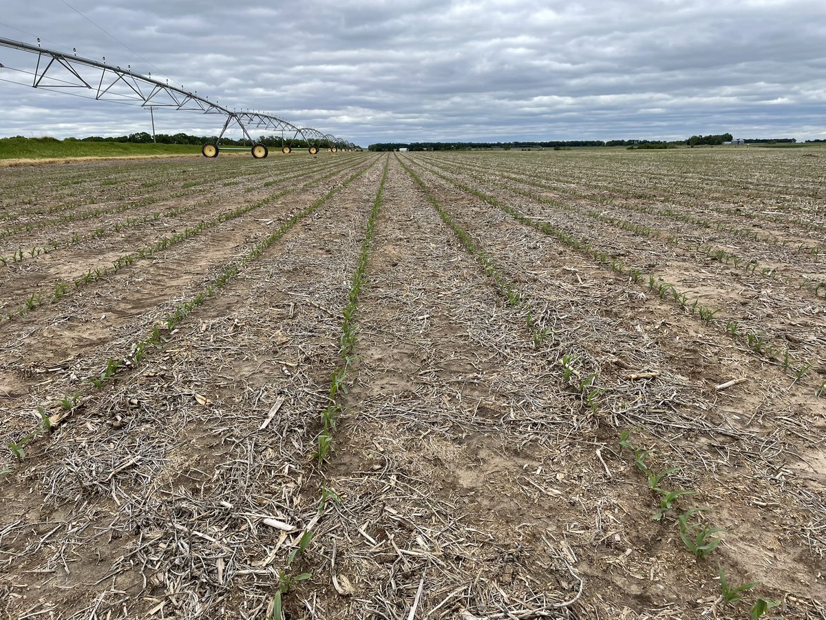 Channel Nebraska (@channel_ne) on Twitter photo #Preceon Smart Corn off to a great start in Howard County! PR118-50SSRIB at 42k looking good thanks to a recent rain. 🌽 <a href="/BayerTraits/">Bayer Traits & Systems</a> #grow25 #ChannelingUp <a href="/ChannelSeed/">Channel Seed</a> #Preceon Smart Corn off to a great start in Howard County! PR118-50SSRIB at 42k looking good thanks to a recent rain. 🌽 <a href="/BayerTraits/">Bayer Traits & Systems</a> #grow25 #ChannelingUp <a href="/ChannelSeed/">Channel Seed</a>