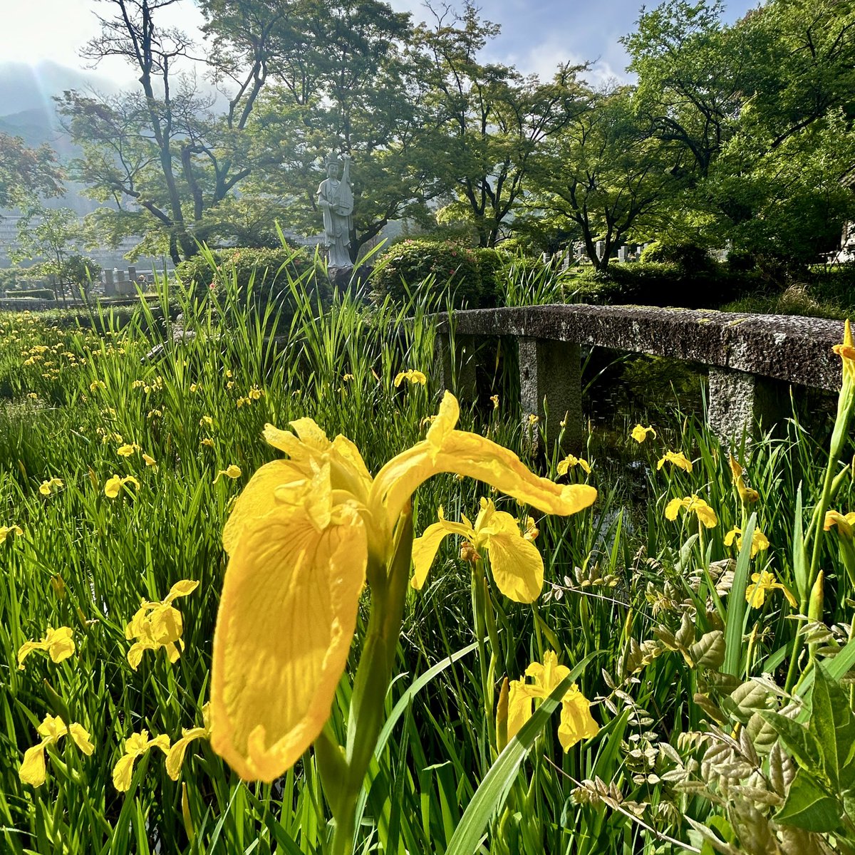 kyuanji's tweet photo. 【黄菖蒲】
久安寺です。

黄菖蒲。弁財天。不動明王。鐘堂。
今日は雨がぱらつきそうですね。
イエローアイリス、繁殖力強し。。。

#キショウブ
#黄菖蒲
#yellowiris 
#久安寺
#池田市 
#高野山真言宗
#マイナスイオン
#花と緑と文化財　
#おてらめぐり
#開運の鐘 https://t.co/gjMN0ofjBd