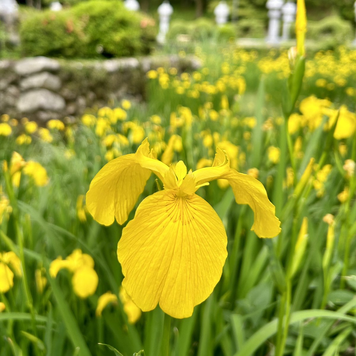 kyuanji's tweet photo. 【黄菖蒲】
久安寺です。

黄菖蒲。弁財天。不動明王。鐘堂。
今日は雨がぱらつきそうですね。
イエローアイリス、繁殖力強し。。。

#キショウブ
#黄菖蒲
#yellowiris 
#久安寺
#池田市 
#高野山真言宗
#マイナスイオン
#花と緑と文化財　
#おてらめぐり
#開運の鐘 https://t.co/gjMN0ofjBd