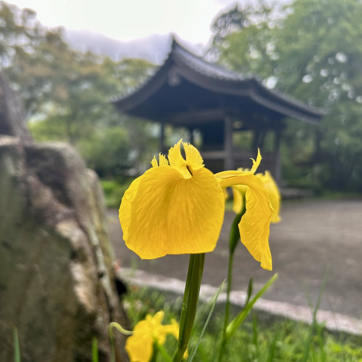 kyuanji's tweet photo. 【黄菖蒲】
久安寺です。

黄菖蒲。弁財天。不動明王。鐘堂。
今日は雨がぱらつきそうですね。
イエローアイリス、繁殖力強し。。。

#キショウブ
#黄菖蒲
#yellowiris 
#久安寺
#池田市 
#高野山真言宗
#マイナスイオン
#花と緑と文化財　
#おてらめぐり
#開運の鐘 https://t.co/gjMN0ofjBd