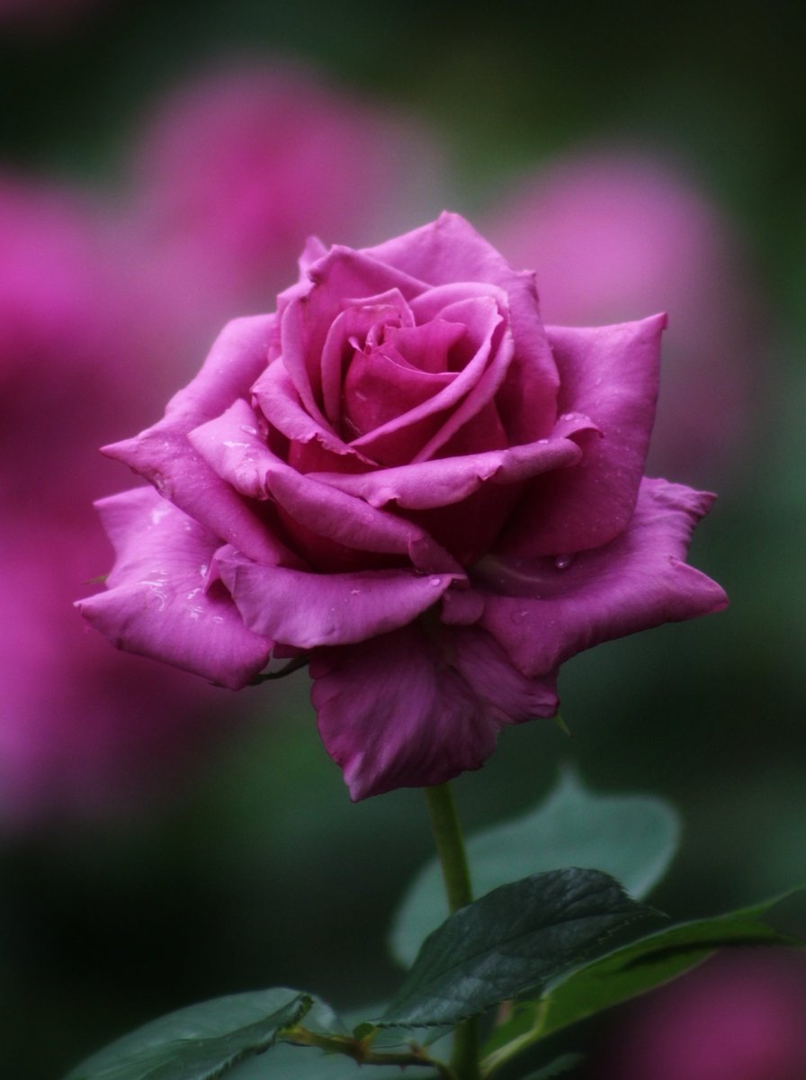 Good morning !

今日も暑くなりそうです
こまめに水分補給しましょ🥤
みなさま良い一日をね

#おはようございます #🌹