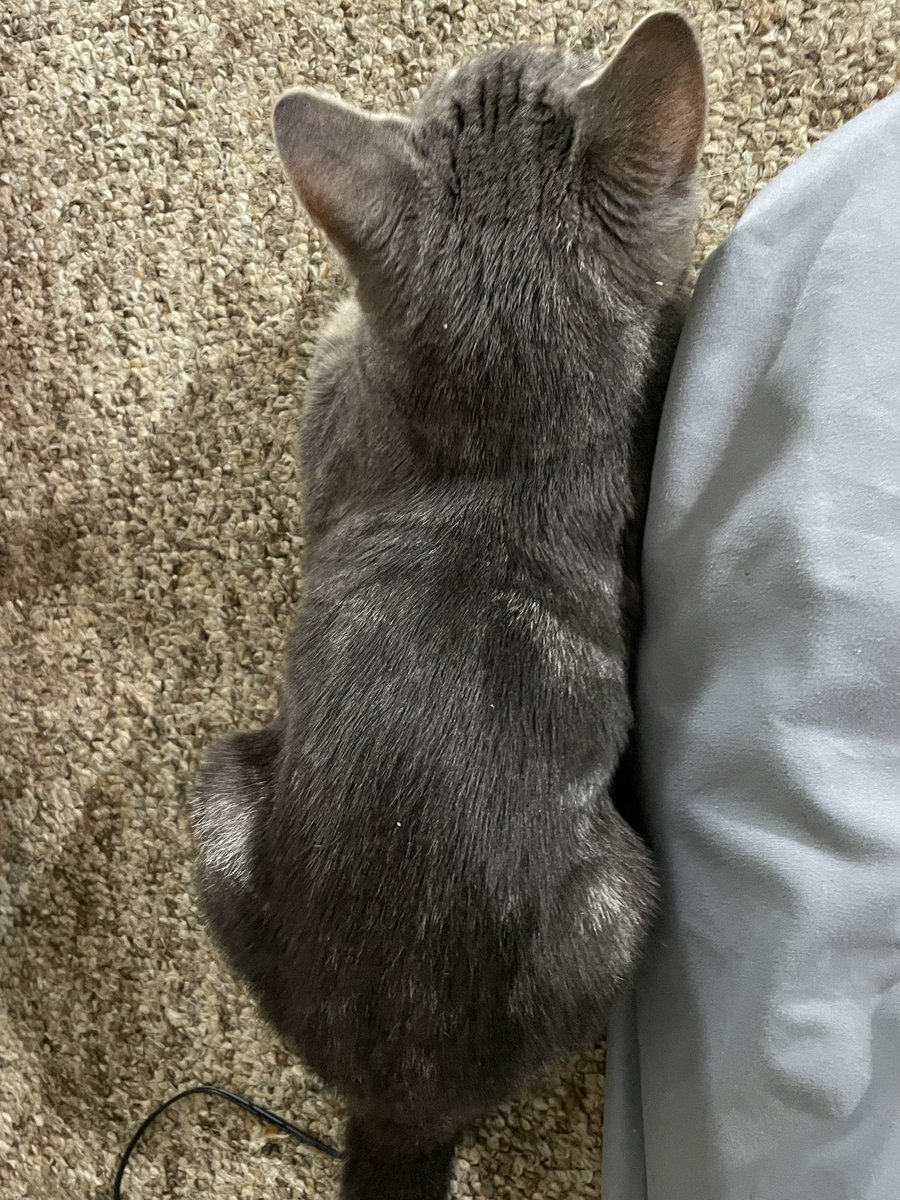 EFFEXWH0RE's tweet photo. #CatUpdate https://t.co/QZ1cT95VMf