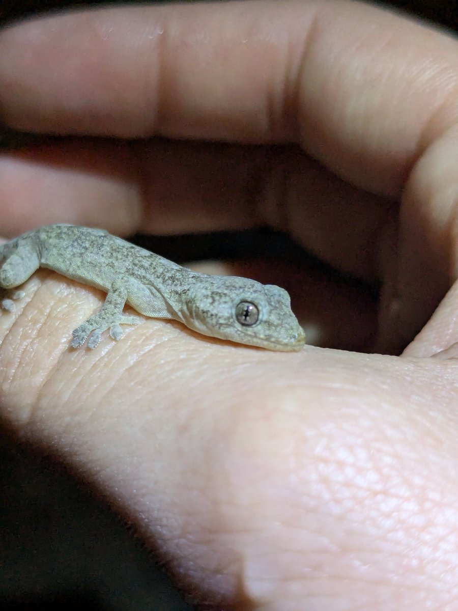 Mirase_z's tweet photo. フォロワーが少し増えたので自己紹介します
生き物好きのもにゅです、今はハエトリにハマってます🕷
生態とか知りたいと思い始めてからまだ半年ほどしか経ってなくて知識も浅いので、色々教えてくれたら嬉しいです！ https://t.co/VgUCzbNjUG