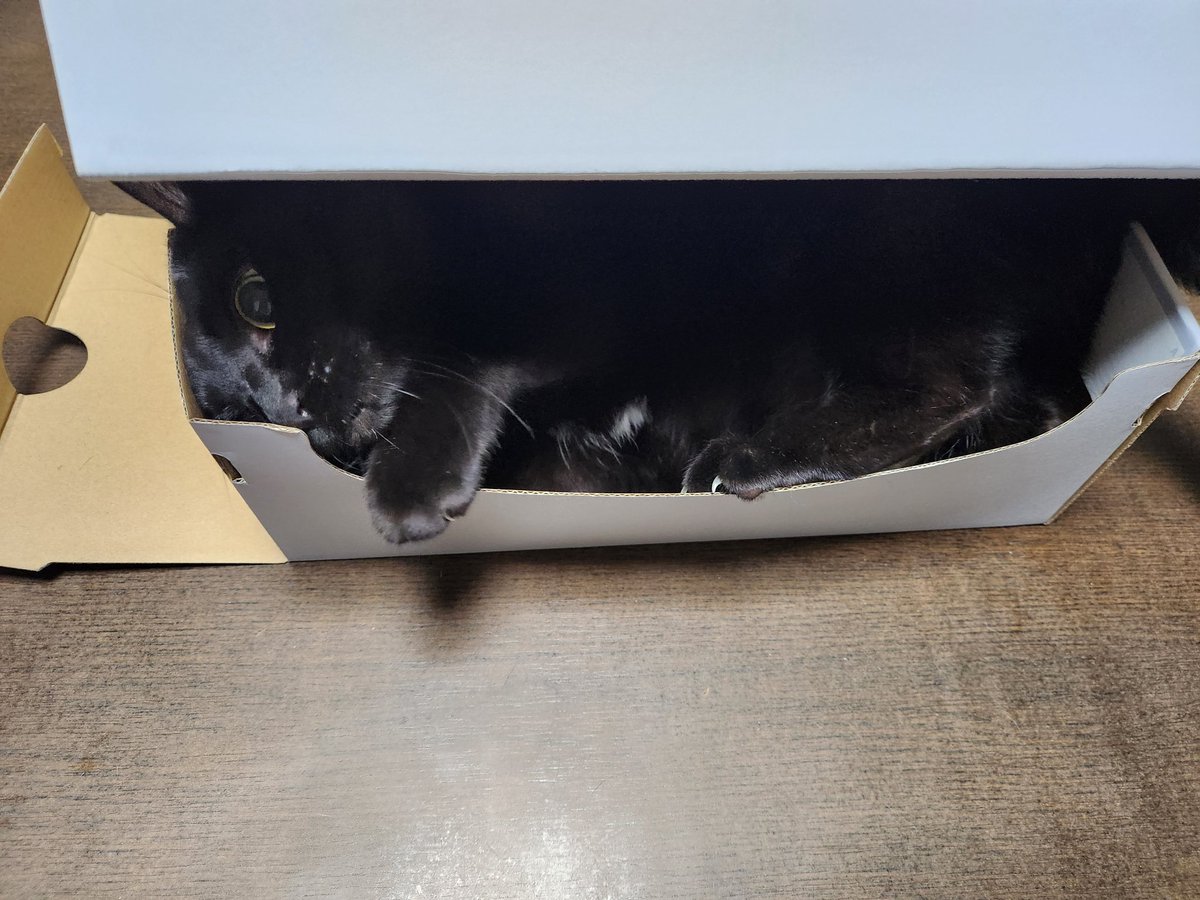 アオ🐕🐈⬛ tweet media