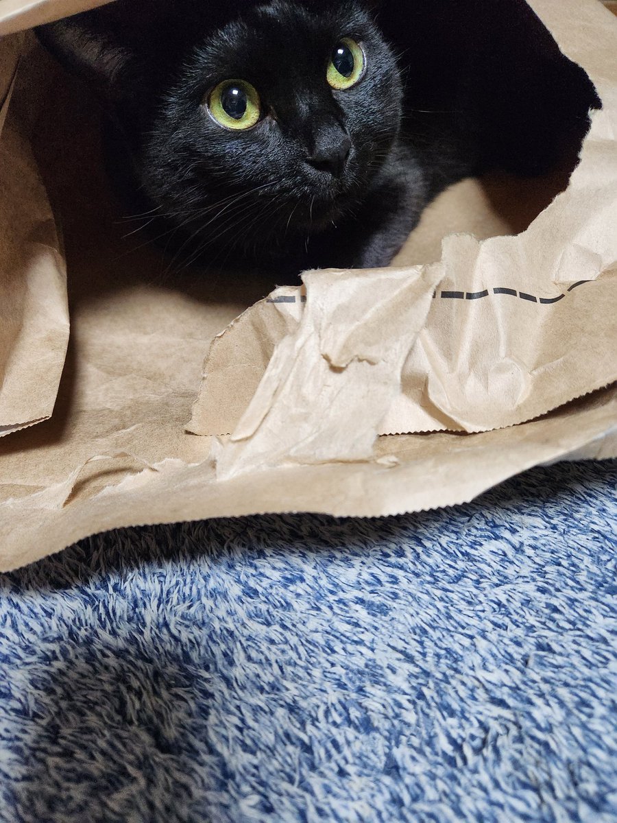 アオ🐕🐈⬛ tweet media