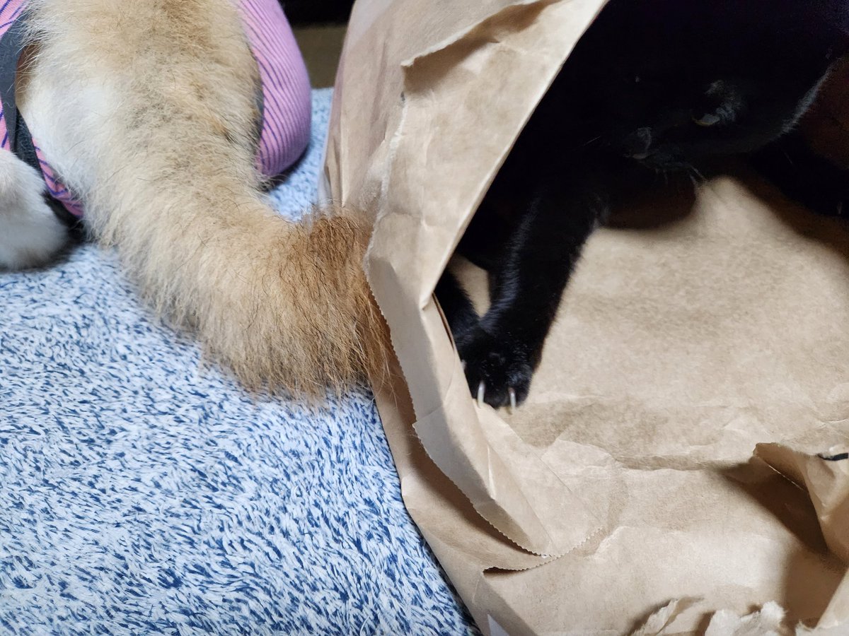 アオ🐕🐈⬛ tweet media