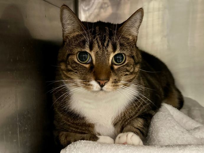 THERE ARE 33 ANIMALS (11 CATS &amp; 22 DOGS)  AT RISK FOR  THURSDAY 05/22/25 DEADLINE IS NOON. PLEASE SHARE, FOSTER, ADOPT, TAG FRIENDS, POST TO SOCIAL MEDIA SITES, PLEDGE TO  HELP SAVE THEIR LIVES. NEW PHOTOS. newhope.shelterbuddy.com/animal/list
