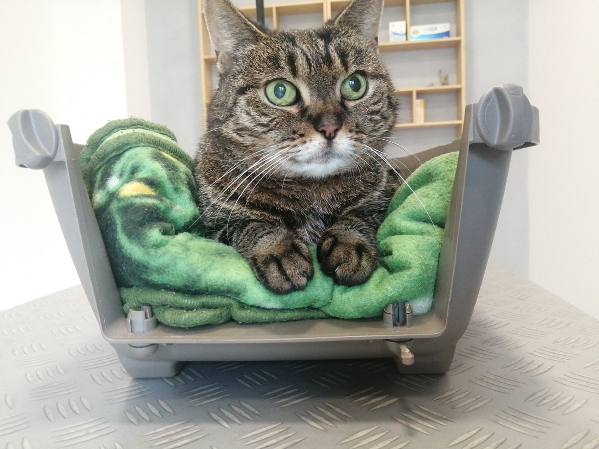 thing_michael's tweet photo. Buba is done with IV therapy. Now meds for two weeks. After that we do bloodworks and see what's next. Keep your fingers crossed for Buba friends! https://t.co/L03kdRcCKd