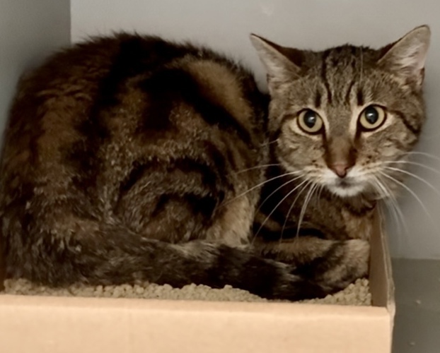 NYCDEATHROWCATS's tweet photo. THERE ARE 33 ANIMALS (11 CATS &amp; 22 DOGS)  AT RISK FOR  THURSDAY 05/22/25 DEADLINE IS NOON. PLEASE SHARE, FOSTER, ADOPT, TAG FRIENDS, POST TO SOCIAL MEDIA SITES, PLEDGE TO  HELP SAVE THEIR LIVES. NEW PHOTOS. https://t.co/Rt2PL8RaPy https://t.co/ec7Mo05jVL