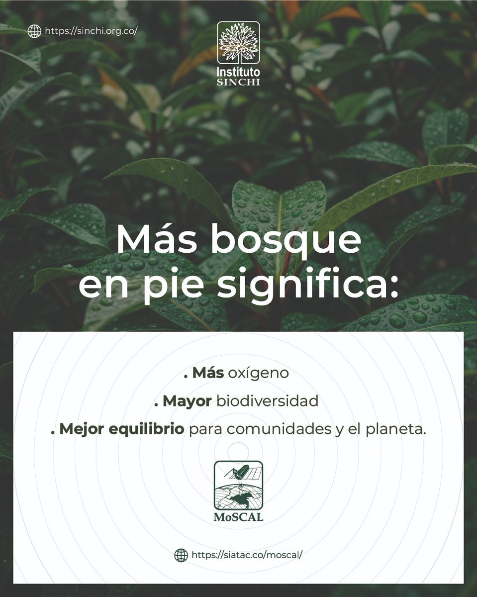 InstitutoSINCHI's tweet photo. 🌿🔍 Más bosque, mejor vida

Según el informe de octubre de 2024, #MoSCAL monitorea la Amazonía colombiana, generando datos clave para orientar acciones de conservación.

🍃 Los NDFyB Sierra de La Macarena, Mapiripán y Miraflores son los que más superficie de bosque monitoreada.

🌳 Cada hectárea observada aporta al conocimiento del territorio y facilita la toma de decisiones informadas para proteger sus ecosistemas.

#NúcleosDeDesarrolloForestal #MoSCALAmazonia