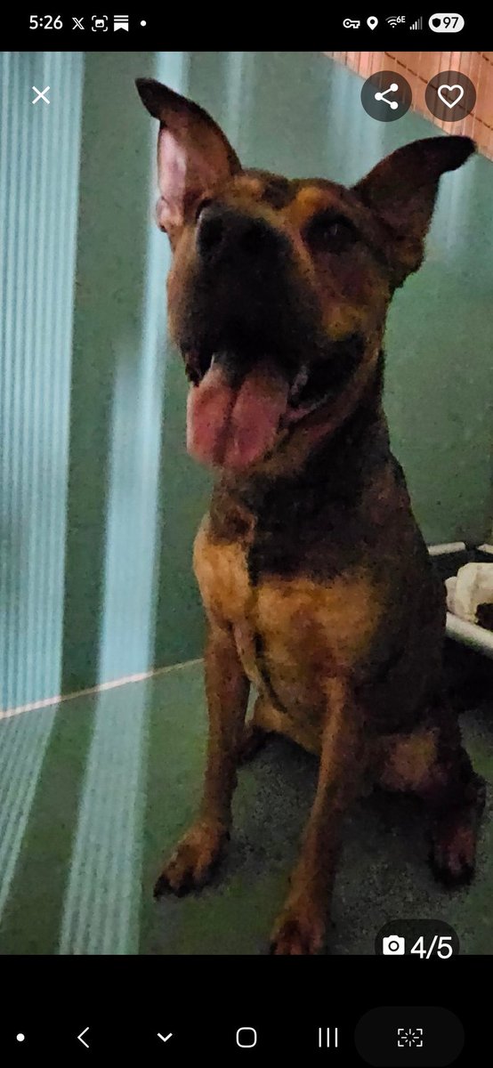 MoishesMom's tweet photo. Nickel • TBK 💉• NYCACC• May 2️⃣2️⃣
3️⃣ yrs old • Arrived a week ago• #NHRO
This pup is terrified & he’ll die bc of it😖 https://t.co/ctgGuuGatR