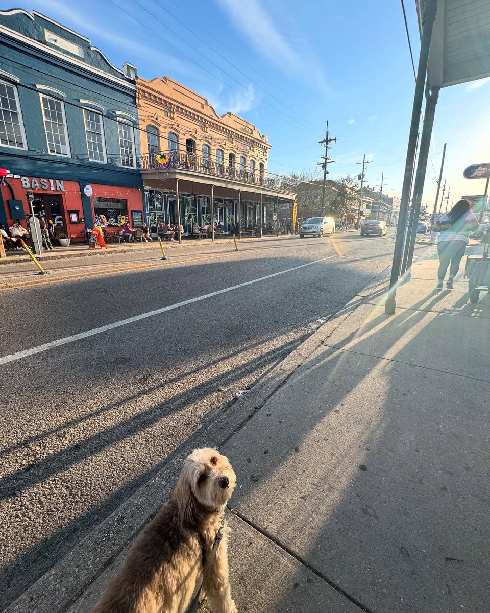 Magazine Street (@magazinestreet) on Twitter photo Because every great stroll needs a sidekick. 🐾
We're obsessed with these sweet snaps of Marianna and her pup Henry's day on #MagazineStreet. 🫶
Ready to plan your own doggy date? 🐶 Check out our guide: magazinestreet.com/insiders-guide…
📸 <a href="/mariannasalas13/">Marianna Salas</a> on IG Because every great stroll needs a sidekick. 🐾
We're obsessed with these sweet snaps of Marianna and her pup Henry's day on #MagazineStreet. 🫶
Ready to plan your own doggy date? 🐶 Check out our guide: magazinestreet.com/insiders-guide…
📸 <a href="/mariannasalas13/">Marianna Salas</a> on IG
