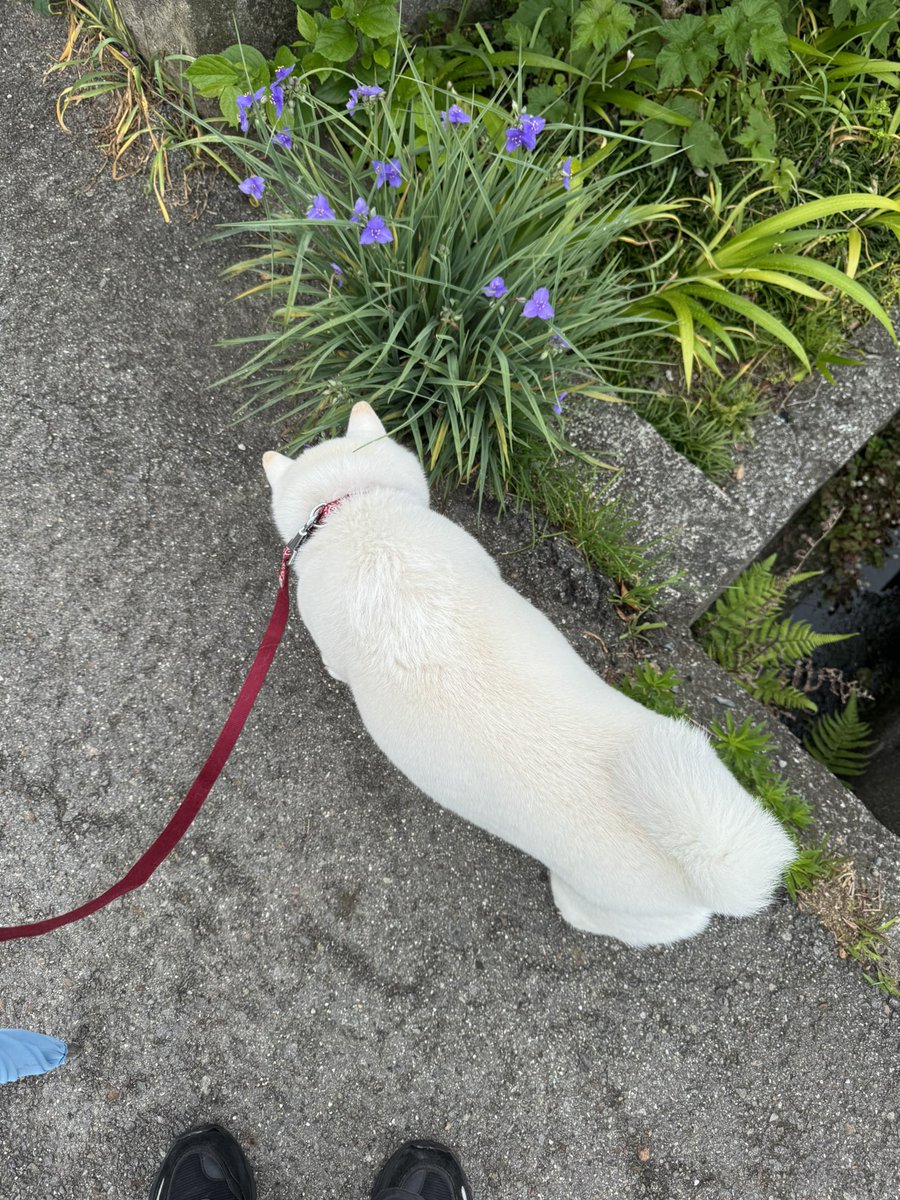 昨日から祖母の代わりに一緒に寝てる
朝の散歩はウキウキでした🐕