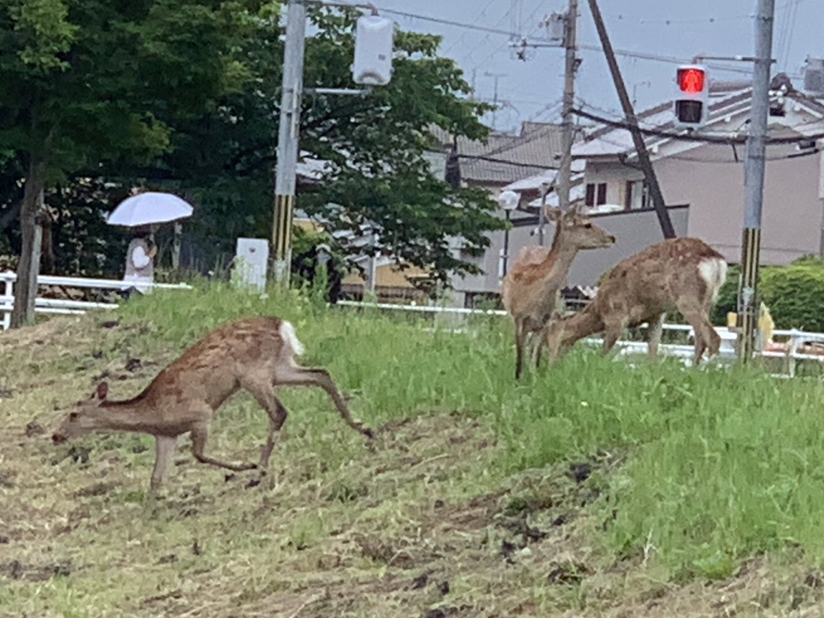 awakeve's tweet photo. あり得ない場所に鹿( ´∀｀)
先週も6頭くらいで現れたみたいやけど
まさかまた来���とは驚き。
若草山からここまでかなり遠いし
大きな道路も横断しなあかんのに…
気に入ったのかな？(笑)
#奈良の鹿 https://t.co/huLHyq1ctx