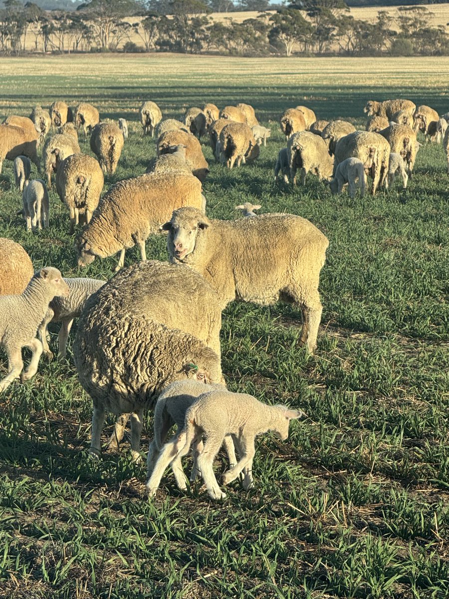 Export hay oats coming up a bit uneven, worried will be a nightmare to time mowing. So going to try letting  some lambing ewes nip it back to even up growth stage and spell the pasture they are grazing..🤞 for a decent drop of rain this weekend country wide
